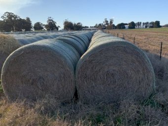 Wheaten Hay 5x4 Rolls