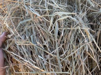 Wheaten Hay 5x4 Rolls
