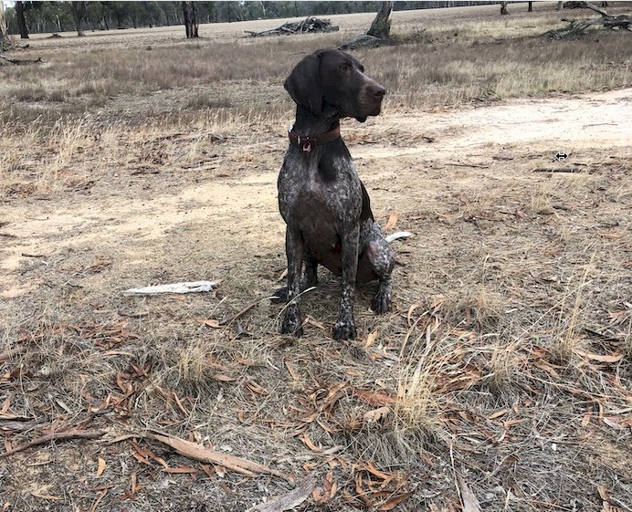 German Shorthaired Pointer Pups