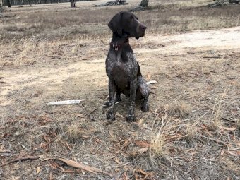 German Shorthaired Pointer Pups