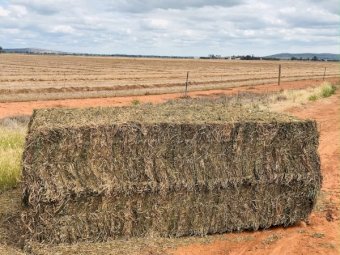 200mt Vetch Hay 640kg 8x4x3 Bales (21/22)