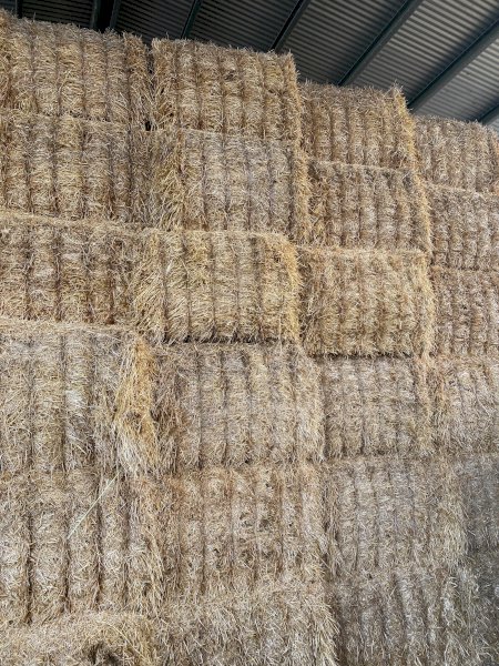Barley Straw 500kg 8x4x3 Bales