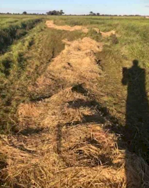 200mt Oaten Rye Grass Hay 450kg 5x4 Round Bales