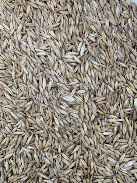 100 mt Approx Feed Oats