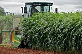 Hybrid Forage Sorghum Seed (sweet x sweet )