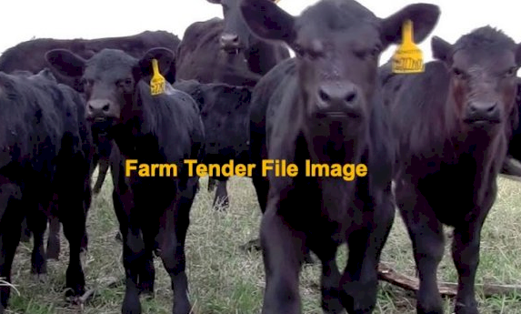 WANTED Beef Cross Steer Calves x 8-10