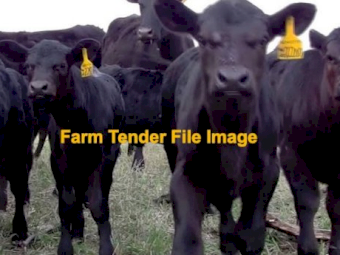 WANTED Beef Cross Steer Calves x 8-10