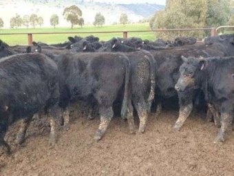 52 Milk Teeth Angus Heifers PTIC
