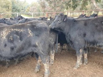 52 Milk Teeth Angus Heifers PTIC