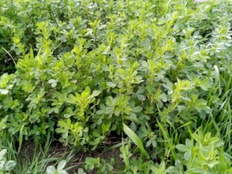 Lucerne seed, bare, cleaned & tested. Merlin variety, highly winter active, well suited to grazing &/or hay.