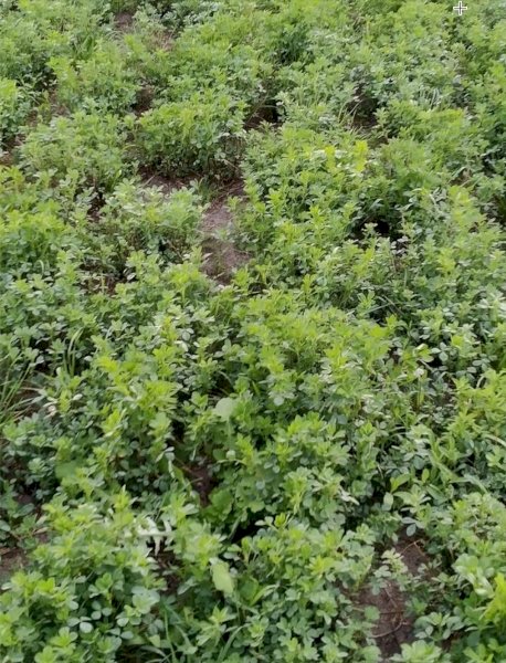 Lucerne seed, bare, cleaned & tested. Merlin variety, highly winter active, well suited to grazing &/or hay.