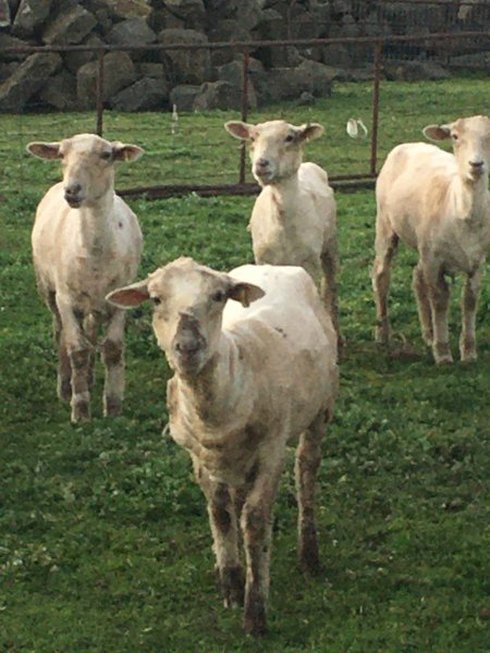 5 Crossbred Ewes in Lamb