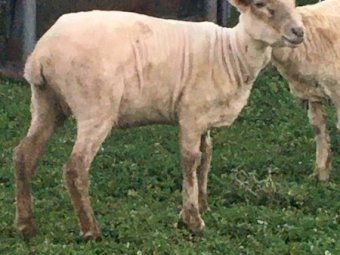 5 Crossbred Ewes in Lamb