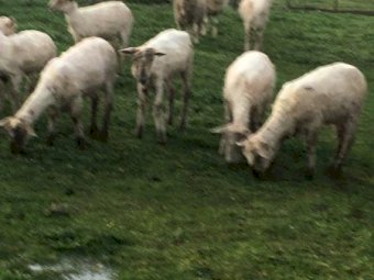 5 Crossbred Ewes in Lamb
