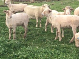 5 Crossbred Ewes in Lamb