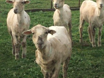 5 Crossbred Ewes in Lamb