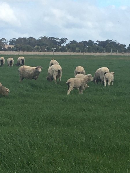 20 Merino Ewes with 25 Lambs at Foot