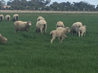 20 Merino Ewes with 25 Lambs at Foot
