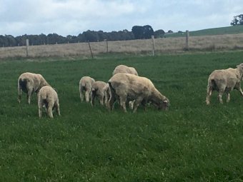 20 Merino Ewes with 25 Lambs at Foot