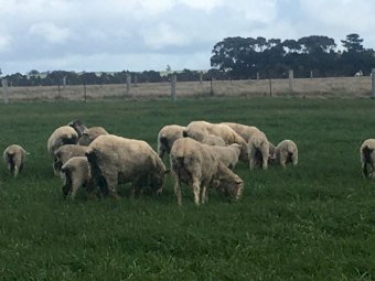 20 Merino Ewes with 25 Lambs at Foot