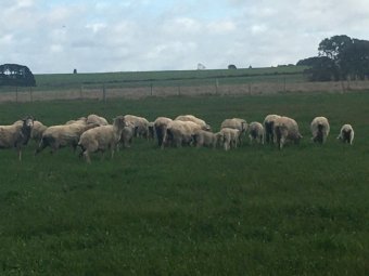 20 Merino Ewes with 25 Lambs at Foot
