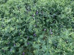 Expression of interest 265 acres of standing Vetch crop