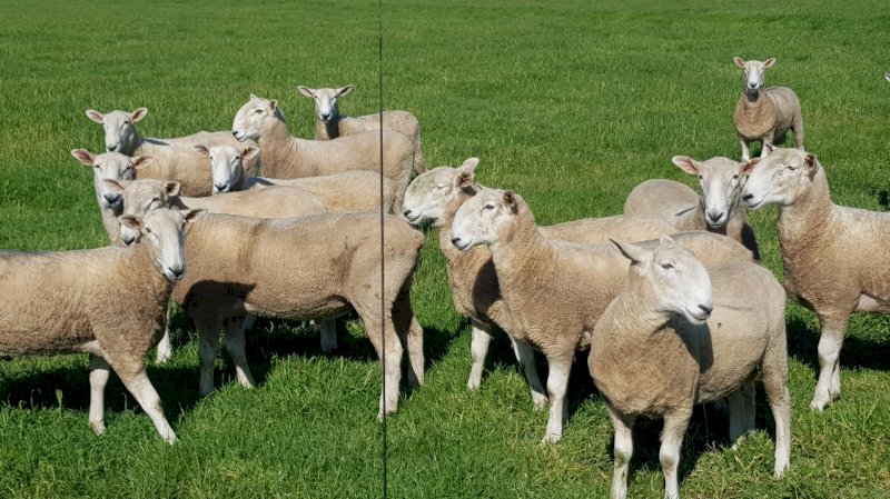 Stud Border Leicester Rams