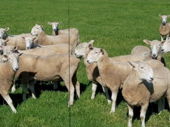 Stud Border Leicester Rams