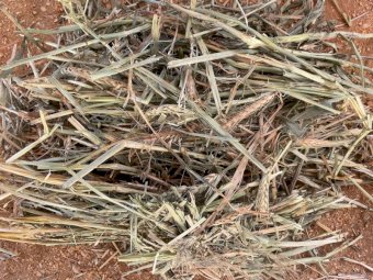 Wheaten Hay