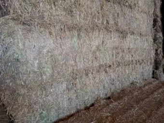 Oaten Hay Shedded
