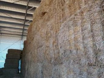 Oaten Hay Shedded