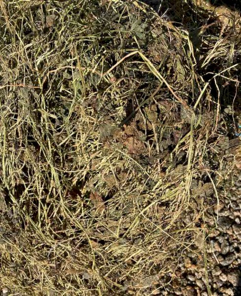 Small Square Bales of Pure Clover Hay