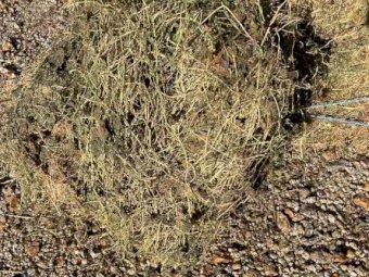 Small Square Bales of Pure Clover Hay