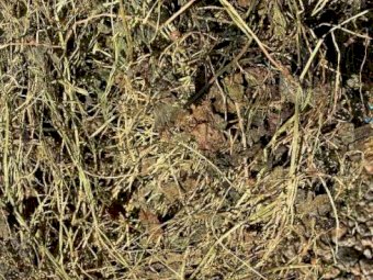 Small Square Bales of Pure Clover Hay