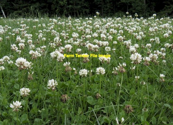 WANTED Standing Vetch & Clover Crops