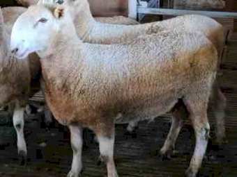 Stud Border Leicester Rams