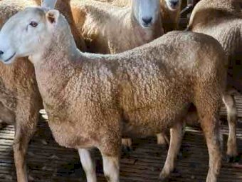 Stud Border Leicester Rams