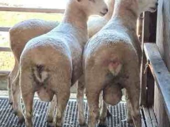 Stud Border Leicester Rams