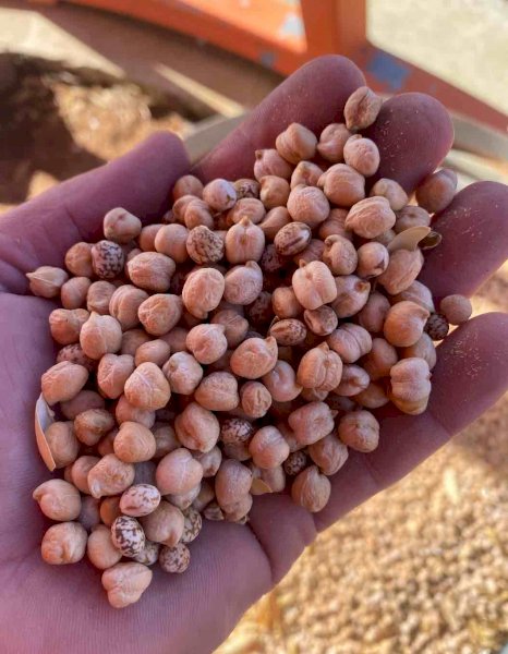 44m/t Chickpea Lupin Mix