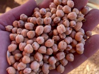 44m/t Chickpea Lupin Mix