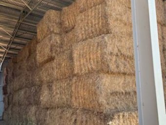 100 mt First cut Lucerne