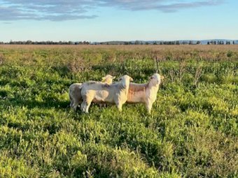 White Dorper Rams Registered breeder