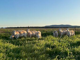 White Dorper Rams Registered breeder