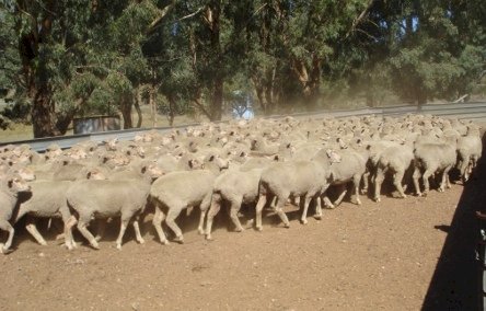 WANTED Merino Ewes