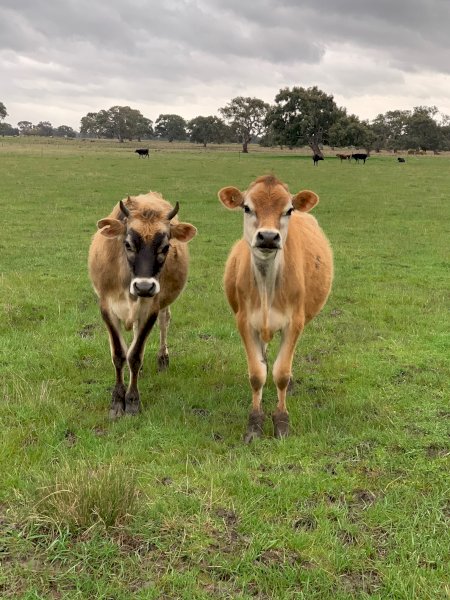 2 Yearling Jersey Steers