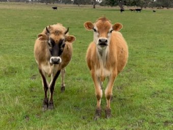 2 Yearling Jersey Steers