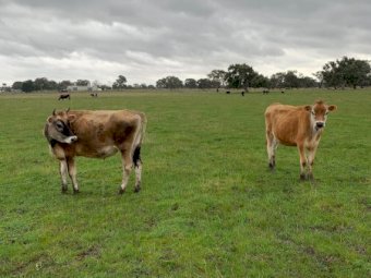 2 Yearling Jersey Steers