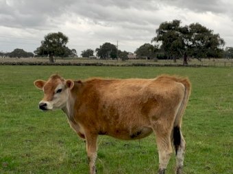 2 Yearling Jersey Steers