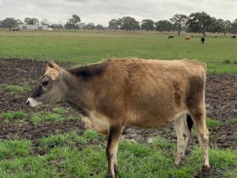 2 Yearling Jersey Steers