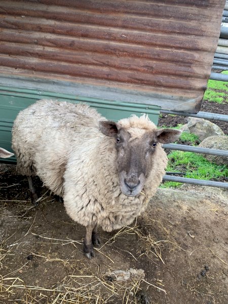 Older ewe for sale 